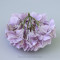 Гортензія 20 см mauve