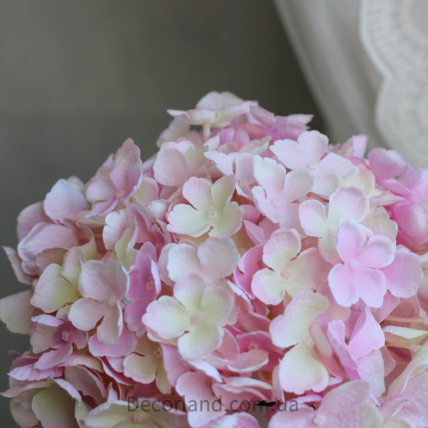 Гортензія baby pink 20 см