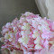 Гортензія baby pink 20 см