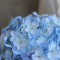 Гортензія baby blue 20 см