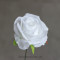 Троянда Кармен біла