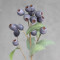 Плоди евкаліпту сливові