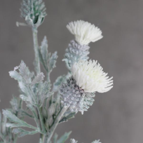 Розторопша флокована біла 