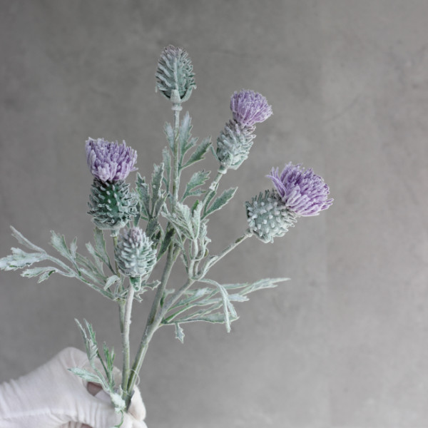 Розторопша флокована фіолетова