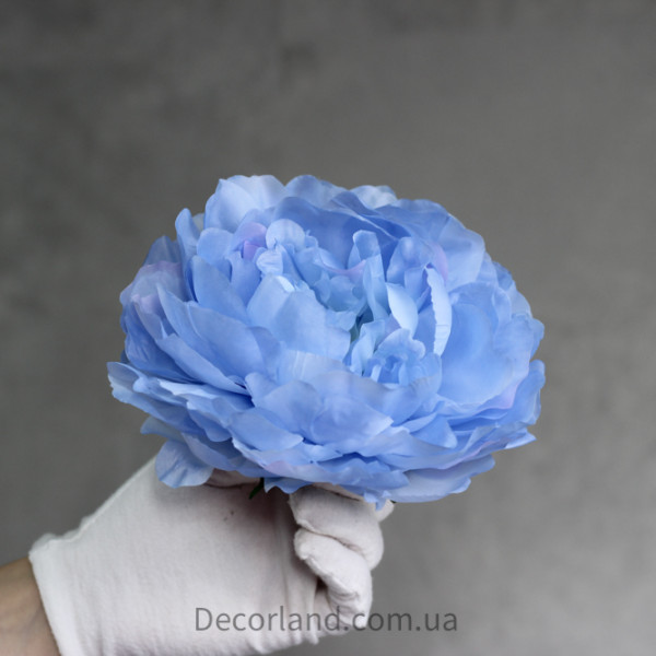 Піон махровий блакитний 
