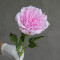 Піон латексний барбі