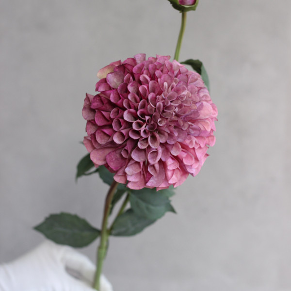 Жоржина помпонна кольору mauve