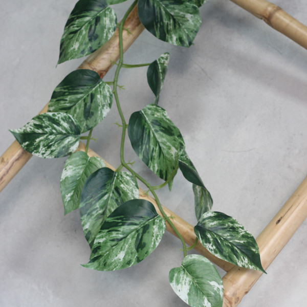 Потос латексний гірлянда ряба 120 см
