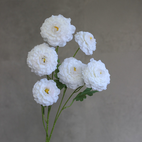 Камелія кущова 