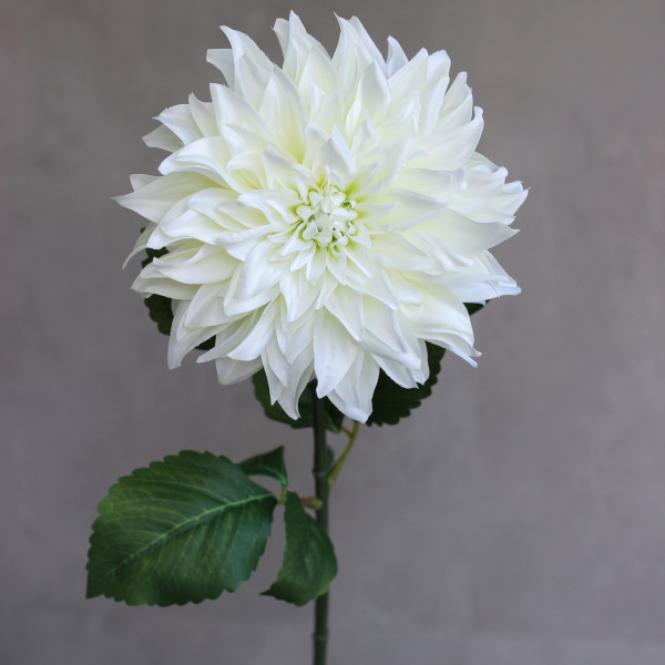 Жоржина Classik
