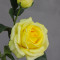 Троянда латексна Deluxe жовта