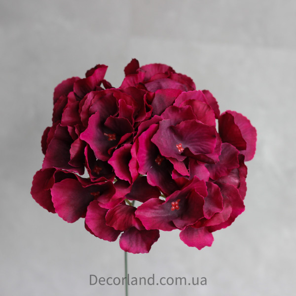 Гортензія марсала 17 см