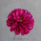 Жоржина німфа маджента