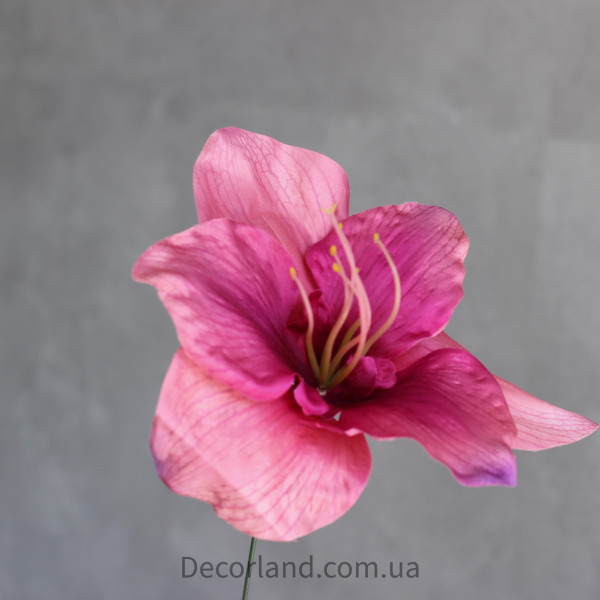 Амариліс mauve 18 см