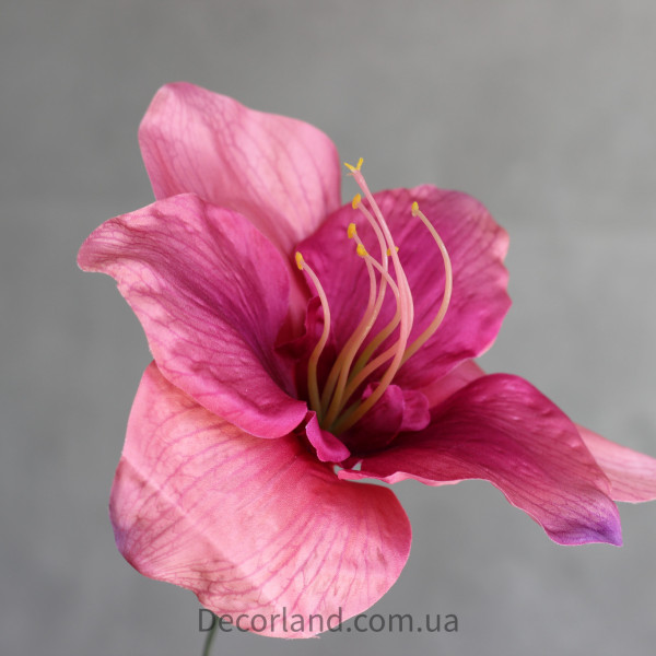 Амариліс mauve 18 см