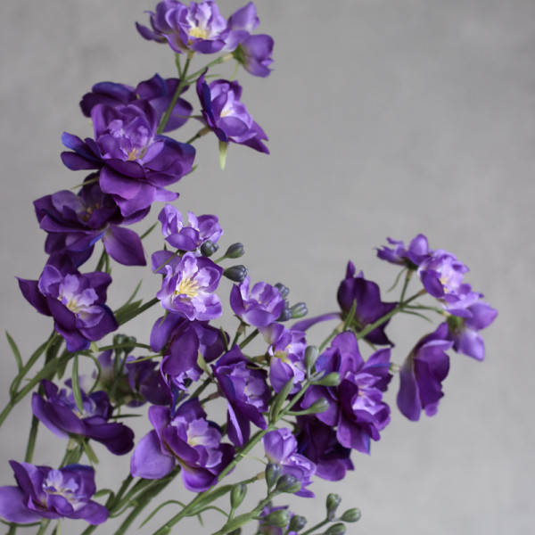 Дельфініум larkspur фіолетовий