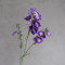 Дельфініум larkspur фіолетовий