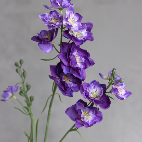 Дельфініум larkspur фіолетовий