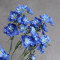 Дельфініум larkspur синій