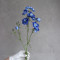Дельфініум larkspur синій