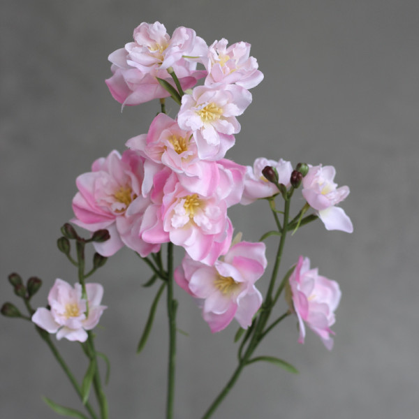 Дельфініум larkspur рожевий