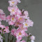 Дельфініум larkspur рожевий