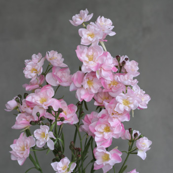 Дельфініум larkspur рожевий