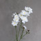 Дельфініум larkspur білий