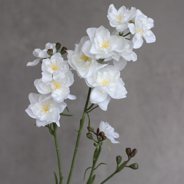 Дельфініум larkspur білий