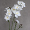 Дельфініум larkspur білий