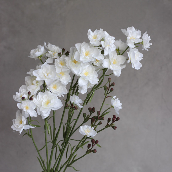 Дельфініум larkspur білий