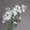 Дельфініум larkspur білий