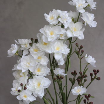 Дельфініум larkspur білий