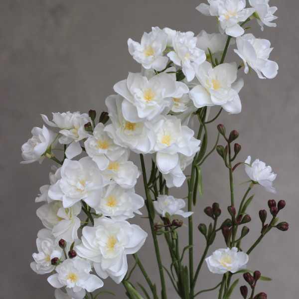 Дельфініум larkspur білий