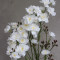 Дельфініум larkspur білий