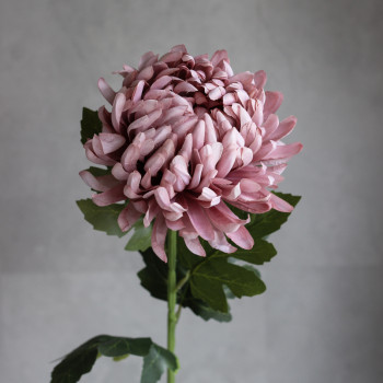 Хризантема Belle mauve на стеблі