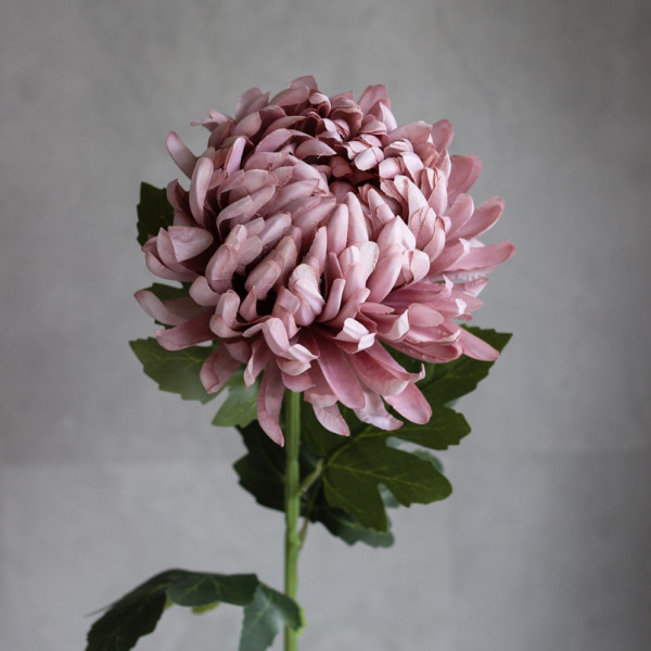 Хризантема Belle mauve на стеблі