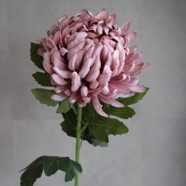 Хризантема Belle mauve на стеблі