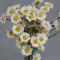 Букет ромашок біло-рожевих