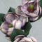 Магнолія латексна mauve
