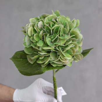 Гортензія латексна Royal green