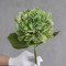 Гортензія латексна Royal green