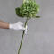 Гортензія латексна Royal green