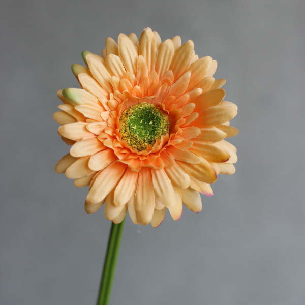 Гербера помаранчева