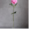 Троянда Королева рожева на стеблі 