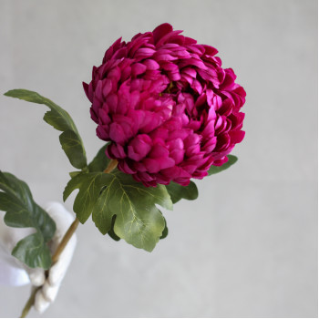 Хризантема Royal Beauty
