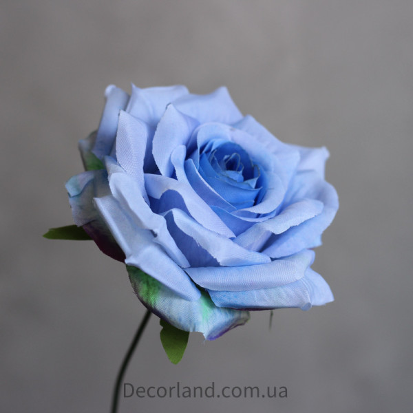 Троянда Леді блакитна 3Д