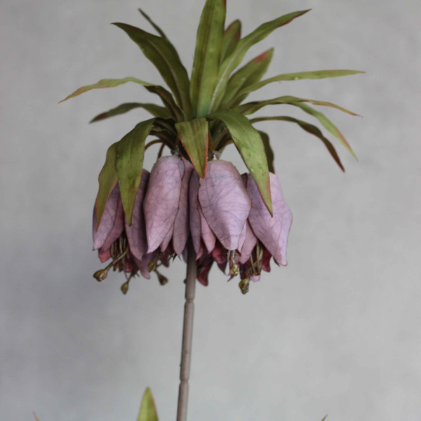 Корона царська mauve