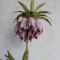 Корона царська mauve