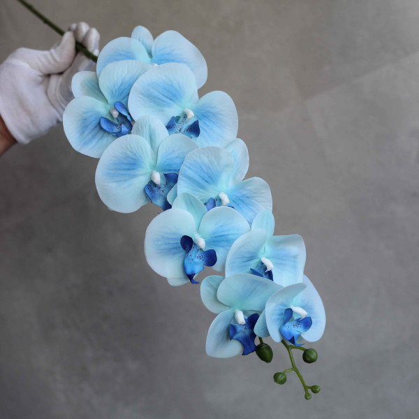 Орхідея латексна блакитна